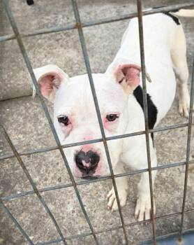American Bulldog Dogs Available for Adoption in Panama City, Florida - Abigail Wigglesworth | PetCurious