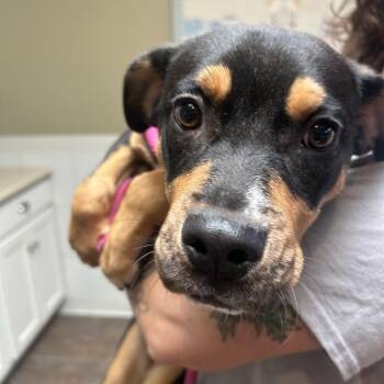 Zorra -  Terrier and None Dog for Adoption in Ojai, California - Zorra | PetCurious