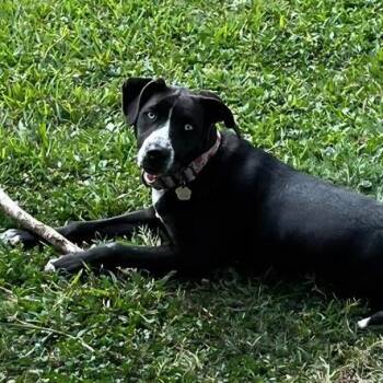 Pit Bull Terrier and Labrador Retriever Dogs Available for Adoption - Sissie Jane Garza | PetCurious