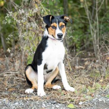 Barcus -  Mixed Breed Dog for Adoption in Cape Girardeau, Missouri - Barcus | PetCurious