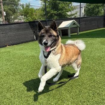 Golden -  Akita Dog for Adoption in Pittsburgh, Pennsylvania - Golden | PetCurious