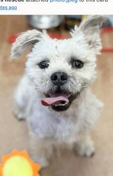 Shih Tzu and West Highland White Terrier Westie Dogs Available for Adoption - Clifford | PetCurious