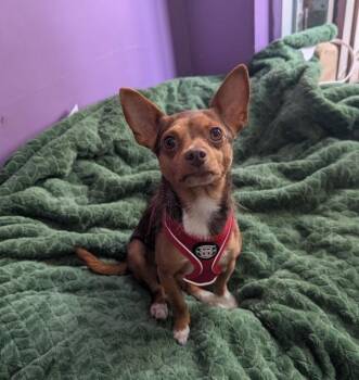 Chihuahua Dogs Available for Adoption in Santa Rosa, California - Bubby | PetCurious