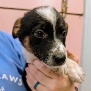 Sharpie -  Cattle Dog and Australian Cattle Dog Blue Heeler Dog for Adoption in Huntsville, Arkansas - Sharpie | PetCurious