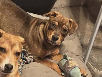 German Shepherd Dog and Labrador Retriever Dogs Available for Adoption - River | PetCurious