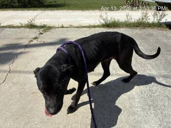 Pit Bull Terrier Dogs Available for Adoption in Ocala, Florida - LILY | PetCurious
