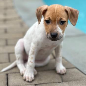 Cookie -  Border Collie and Rottweiler Dog for Adoption - Cookie | PetCurious