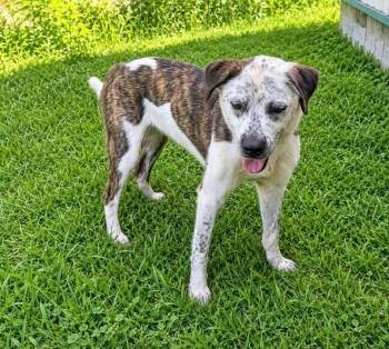 Maynard -  Mixed Breed Dog for Adoption in Sunbright, Tennessee - Maynard | PetCurious