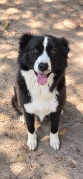 Sadie -  Border Collie Dog for Adoption in Sumter, South Carolina - Sadie | PetCurious