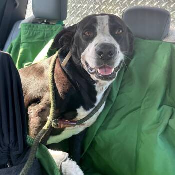 Tina -  Pit Bull Terrier Dog for Adoption in Newport, North Carolina - Tina | PetCurious