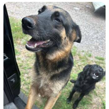 Mila -  German Shepherd Dog Dog for Adoption in Enterprise, Alabama - Mila | PetCurious
