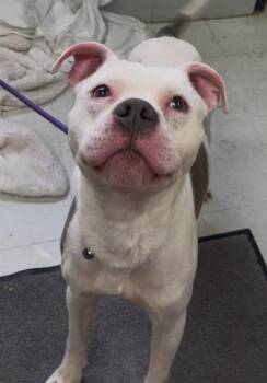 Rescue American Staffordshire Terrier and Mixed Breed Dogs for Adoption in Chester, South Carolina - THOR | PetCurious