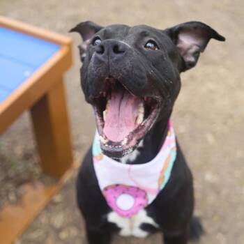 Labrador Retriever Dogs Available for Adoption - HALSEY | PetCurious