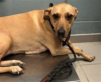 FAITH MARIE -  Black Mouth Cur Dog for Adoption in Corpus Christi, Texas - FAITH MARIE | PetCurious