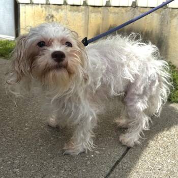 Marilyn -  Shih Tzu and Schnauzer Dog for Adoption in Warrensburg, Missouri - Marilyn | PetCurious