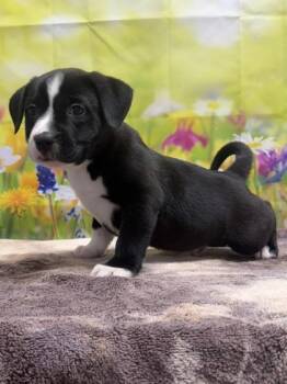 American Staffordshire Terrier and Mixed Breed Dogs Available for Adoption in San Antonio, Texas - Sopa | PetCurious