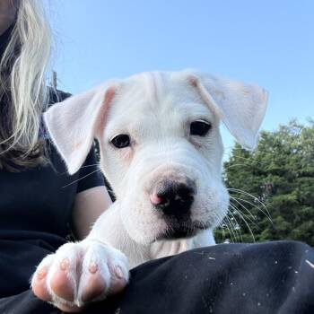 Miles -  Shepherd and Mixed Breed Dog for Adoption in Fayetteville, Arkansas - Miles | PetCurious