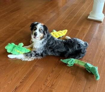 Otis -  Australian Shepherd Dog for Adoption in Alexandria, Virginia - Otis | PetCurious