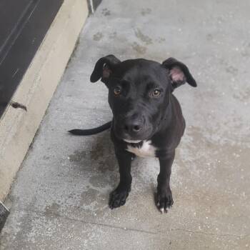 Looney Tunes -  Mixed Breed and None Dog for Adoption in Loxahatchee Groves, Florida - Looney Tunes | PetCurious