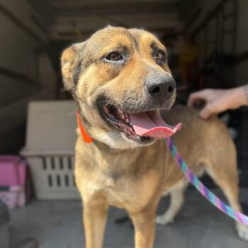 Mountain Cur Dogs Available for Adoption in Columbia, South Carolina - Mona | PetCurious