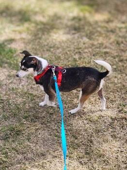 Chihuahua and Rat Terrier Dogs Available for Adoption in Calgary, Alberta - Valentina | PetCurious