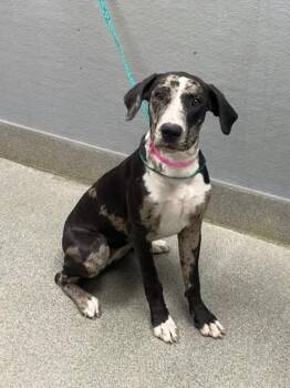 GRACE -  Great Dane Dog for Adoption in Las Vegas, Nevada - GRACE | PetCurious