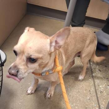 Pepperoni -  Chihuahua Dog for Adoption in Baltimore, Maryland - Pepperoni | PetCurious