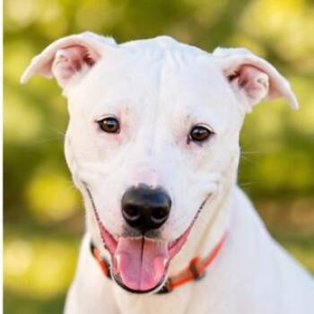 Mason -  Pit Bull Terrier Dog for Adoption in Pottsboro, Texas - Mason | PetCurious