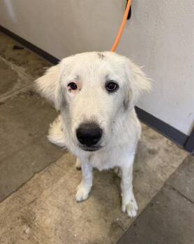 SINATRA -  Great Pyrenees and Mixed Breed Dog for Adoption in Ontario, California - SINATRA | PetCurious