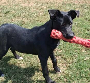 INDIE -  Labrador Retriever Dog for Adoption in Lexington, Tennessee - INDIE | PetCurious