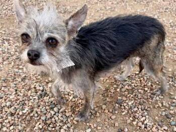Terrier and Mixed Breed Dogs Available for Adoption in Colorado Springs, Colorado - INCA | PetCurious