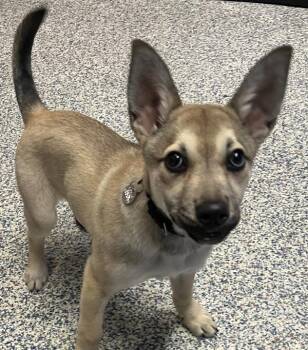 Liz -  German Shepherd Dog and Siberian Husky Dog for Adoption in Golden, Colorado - Liz | PetCurious