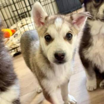 Husky Dogs Available for Adoption in Tuba City, Arizona - Katherine | PetCurious