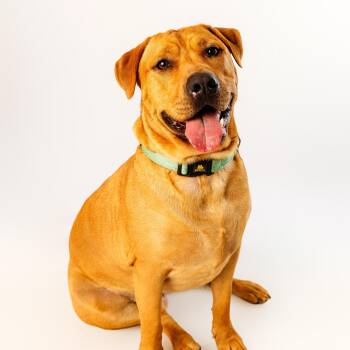Kolsch -  Labrador Retriever Dog Available for Adoption - Kolsch | PetCurious