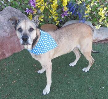 German Shepherd Dog and Mixed Breed Dogs Available for Adoption - CASH | PetCurious