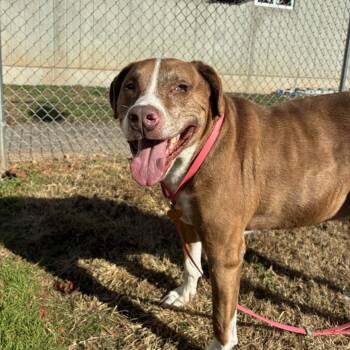Rescue Retriever and Mixed Breed Dogs for Adoption in Greenville, South Carolina - Rex | PetCurious
