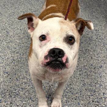 Honey/Aquata -  Boxer and Mixed Breed Dog for Adoption in Greenville, South Carolina - Honey/Aquata | PetCurious