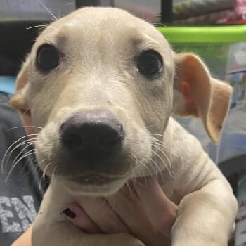 Fred -  Basset Hound and Yellow Labrador Retriever Dog for Adoption in Spencer, Indiana - Fred | PetCurious