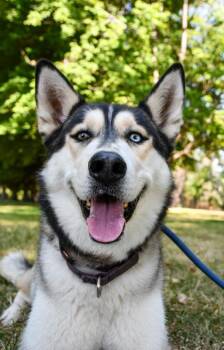 Kodiak -  Siberian Husky and Mixed Breed Dog for Adoption in Yakima, Washington - Kodiak | PetCurious