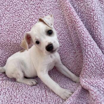 Jack Russell Terrier Dogs Available for Adoption - JJ | PetCurious