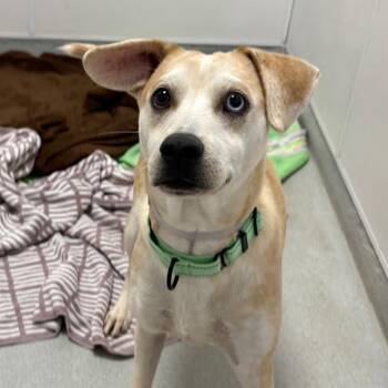 Wilson -  Mixed Breed Dog Available for Adoption in Wantagh, New York - Wilson | PetCurious