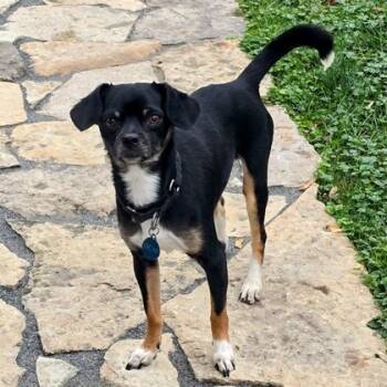 Rescue Mixed Breed Dogs for Adoption in Wheaton, Illinois - Wendell | PetCurious