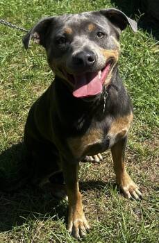 Rescue Mixed Breed Dogs for Adoption in New Orleans, Louisiana - Bones | PetCurious