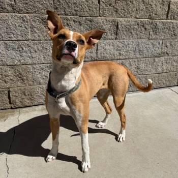 Pit Bull Terrier and Mixed Breed Dogs Available for Adoption - Daffodil | PetCurious