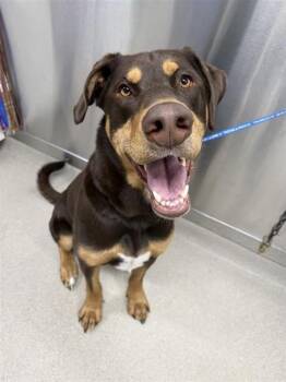 Alaskan Malamute and Doberman Pinscher Dogs Available for Adoption - GRIZZ | PetCurious