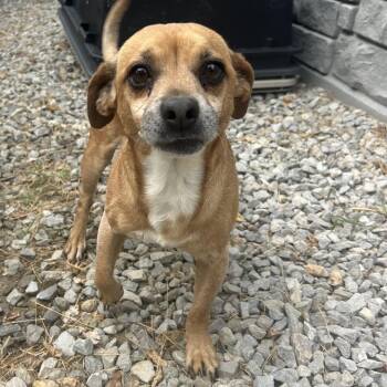 Dewie -  Chihuahua and Mixed Breed Dog for Adoption in St. Louis, Missouri - Dewie | PetCurious