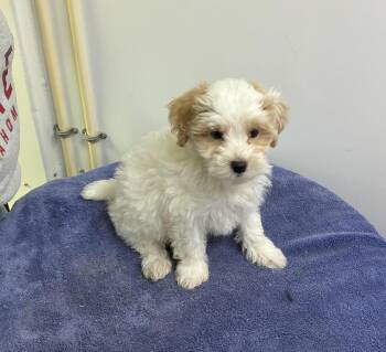 Maltipoo Boys -  Maltese and Poodle Dog for Adoption in Chattanooga, Tennessee - Maltipoo Boys | PetCurious