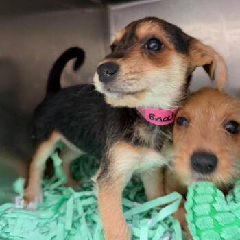 Brioche -  Chihuahua and Mixed Breed Dog for Adoption in Lakeland, Florida - Brioche | PetCurious