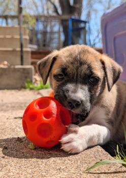 Australian Shepherd and Chihuahua Dogs Available for Adoption in Minneapolis, Minnesota - Fiona | PetCurious