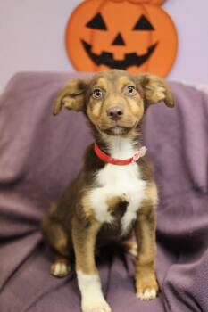 Mitchell in NH. Come Meet our Adoptable Dogs Wednesday-Saturday. -  Australian Shepherd Dog for Adoption in Manchester, New Hampshire - Mitchell In NH. Come Meet Our Adoptable Dogs Wednesday-Saturday. | PetCurious